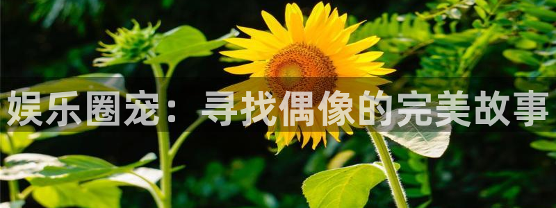 jdb电子2登录地址：娱乐圈宠：寻找偶像的完美故事